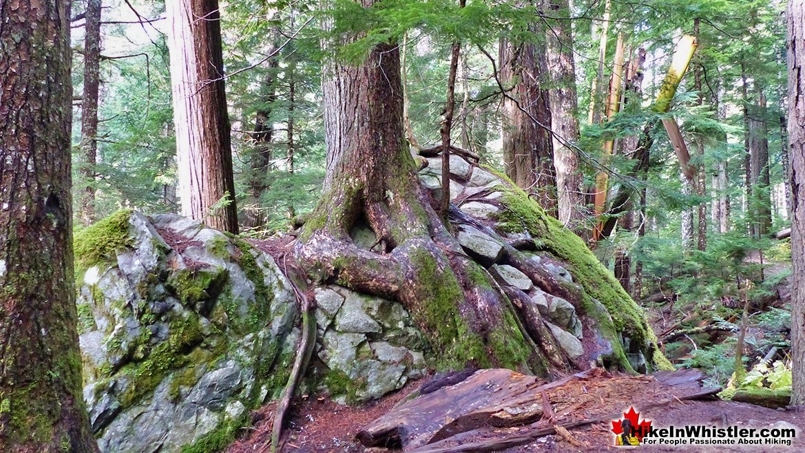 Arborlith Cheakamus Lake Trail