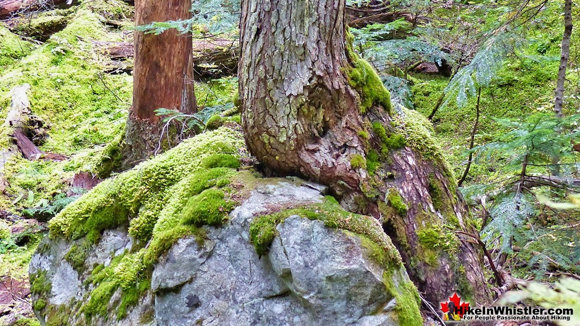 Newt Lake Trail Arborlith Close