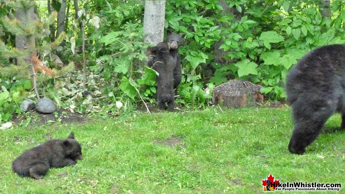 Bear Cubs Whistler Village