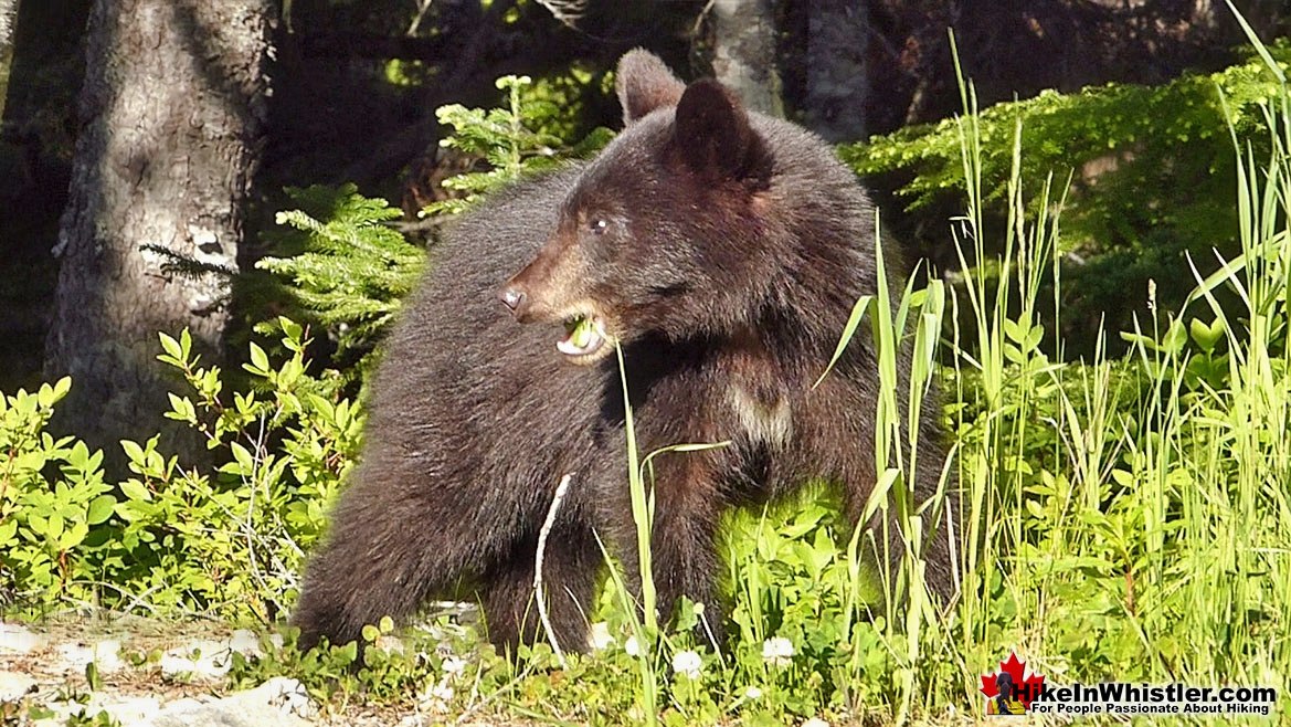 Bear in the Callaghan Valley