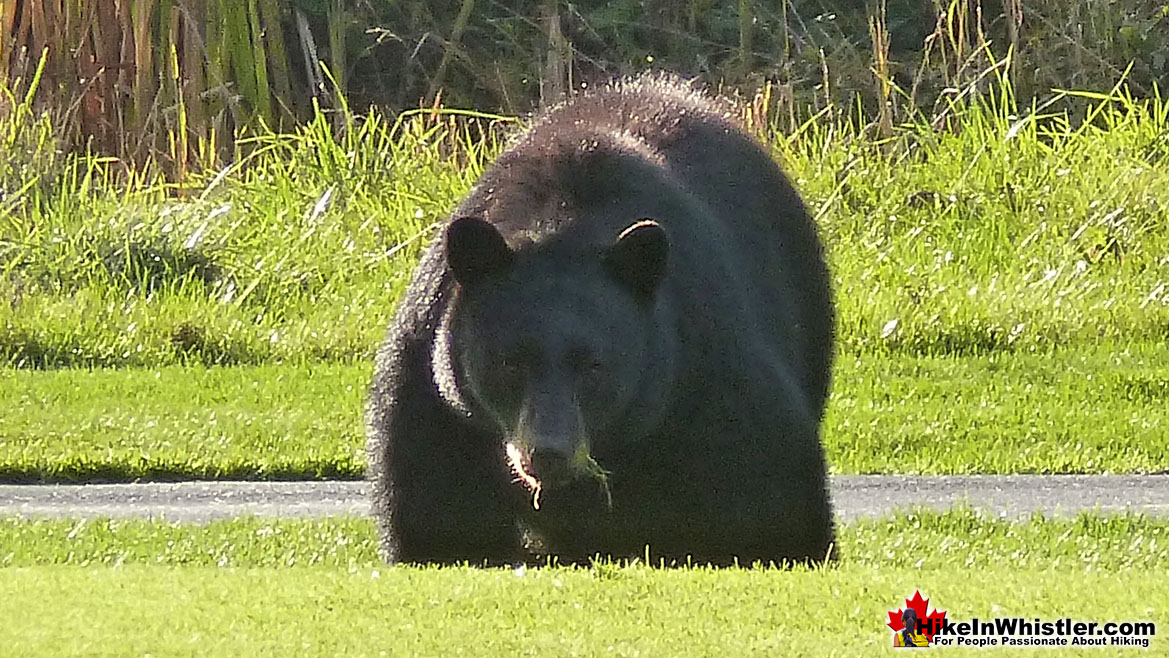 Black Bear Whistler Golf Course