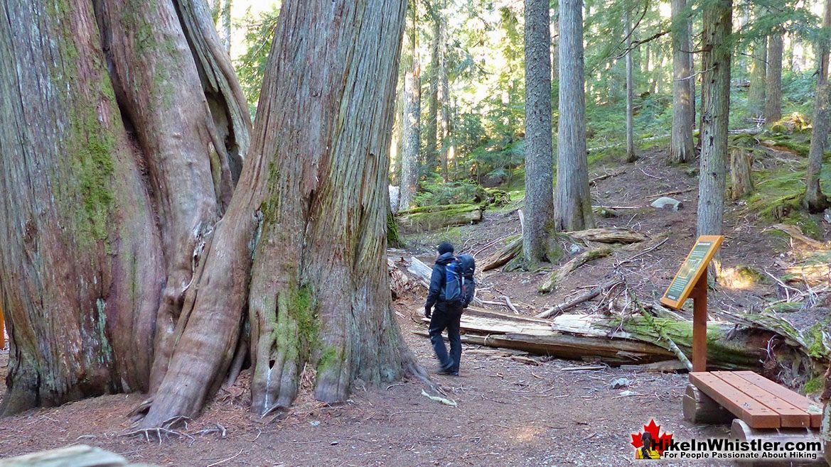 Soon to Be Deadfall at Ancient Cedars