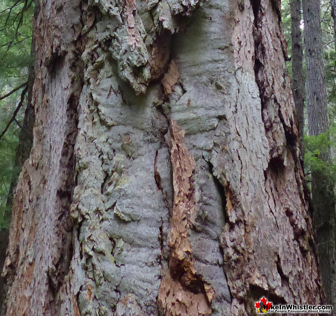 Coast Douglas-fir Bark