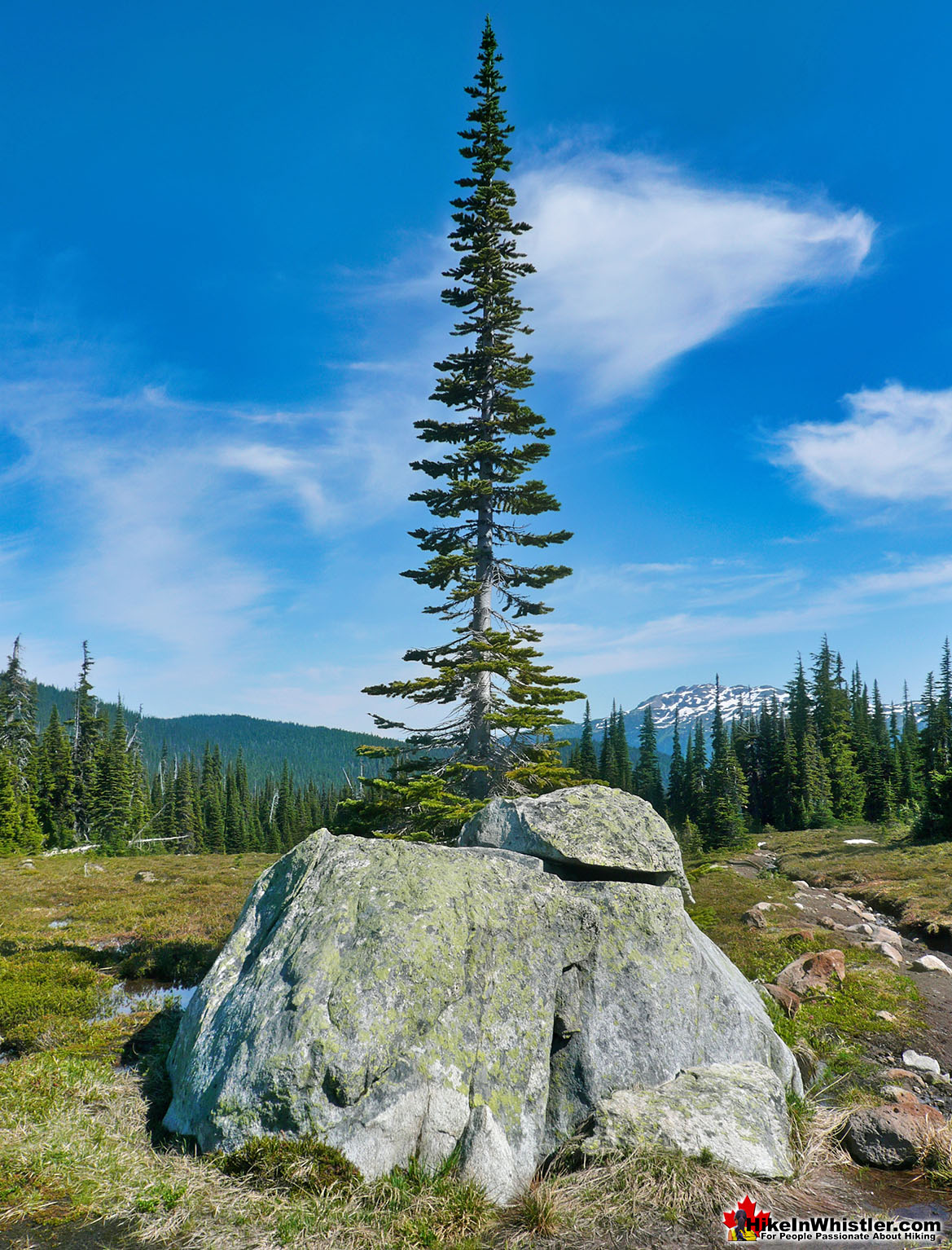 Erratic Split by Tree