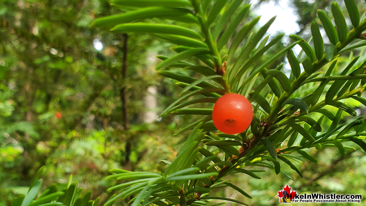 Green Lake Loop Yew Tree