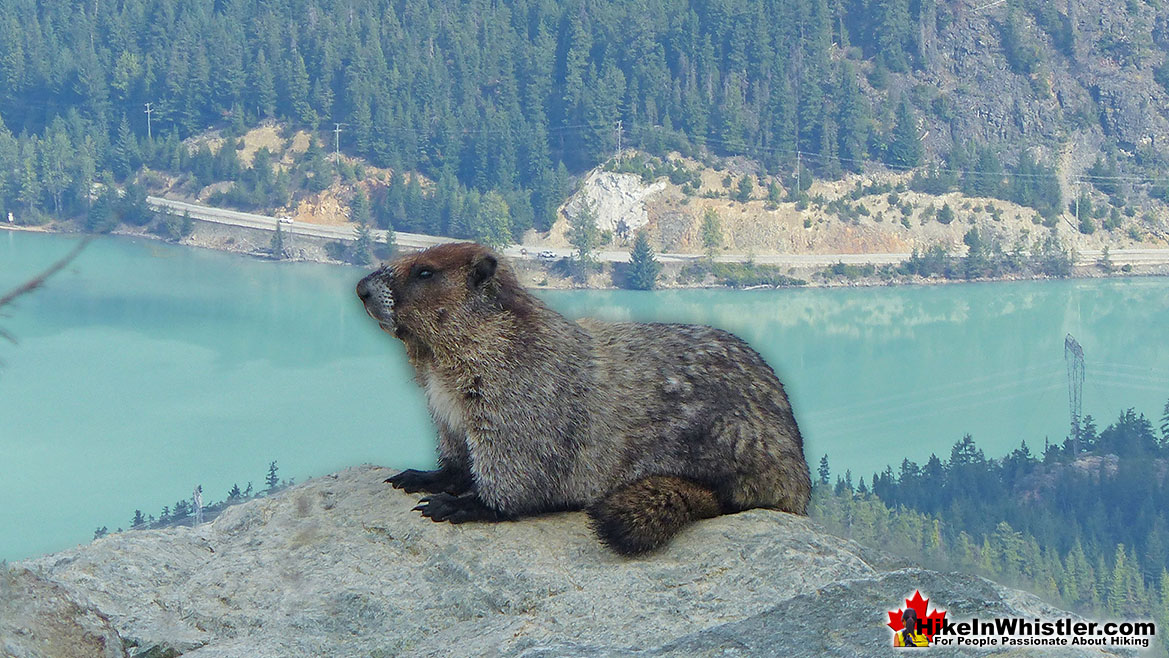 Hoary Marmot on Blackcomb