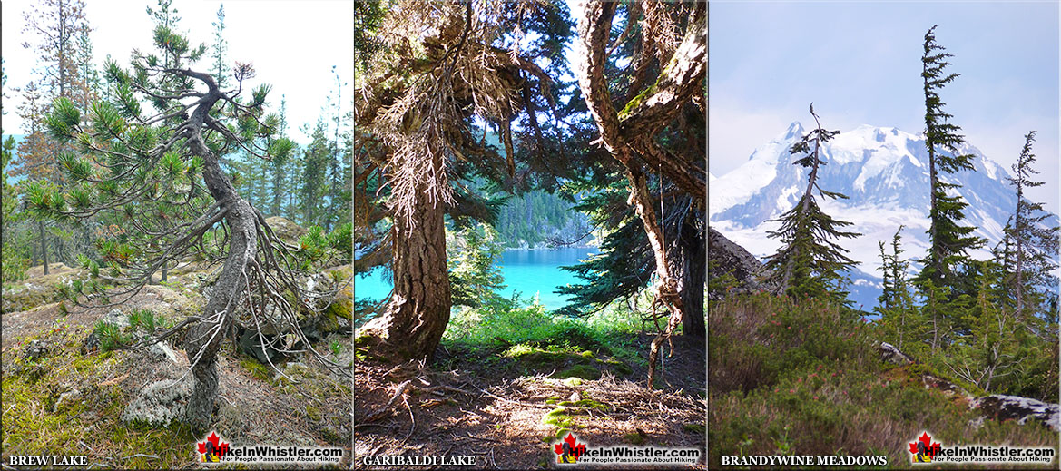 Krummholz at Brew Lake, Garibaldi Lake and Brandywine Meadows