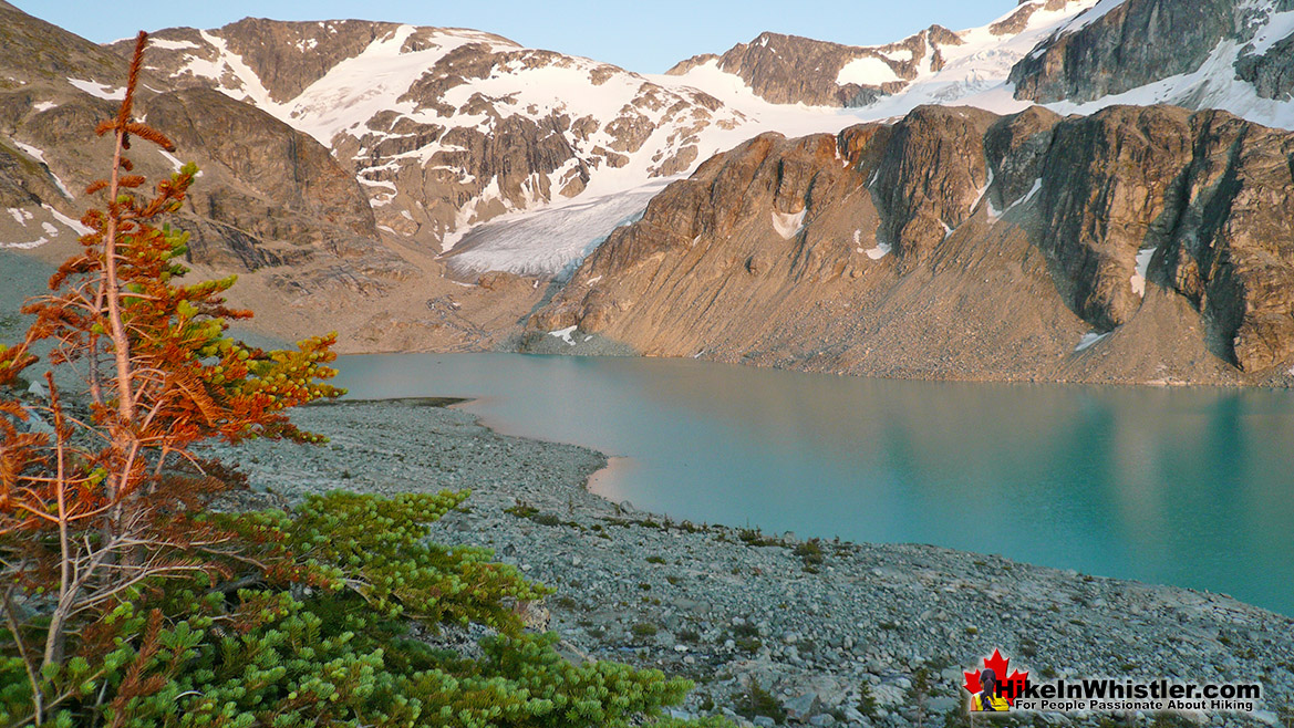 Krummholz at Wedgemount Lake