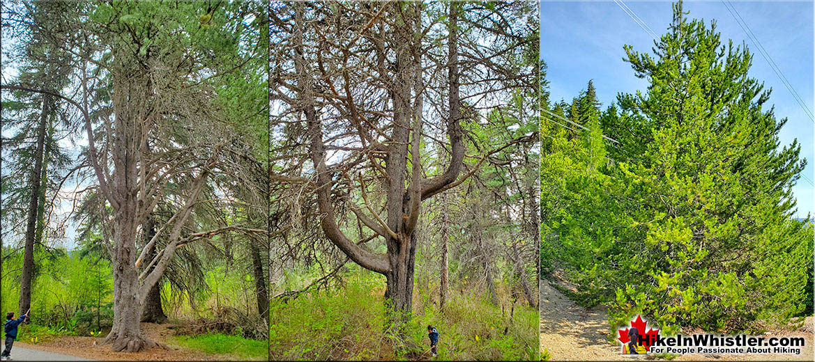 Identify Lodgepole Pine Whistler