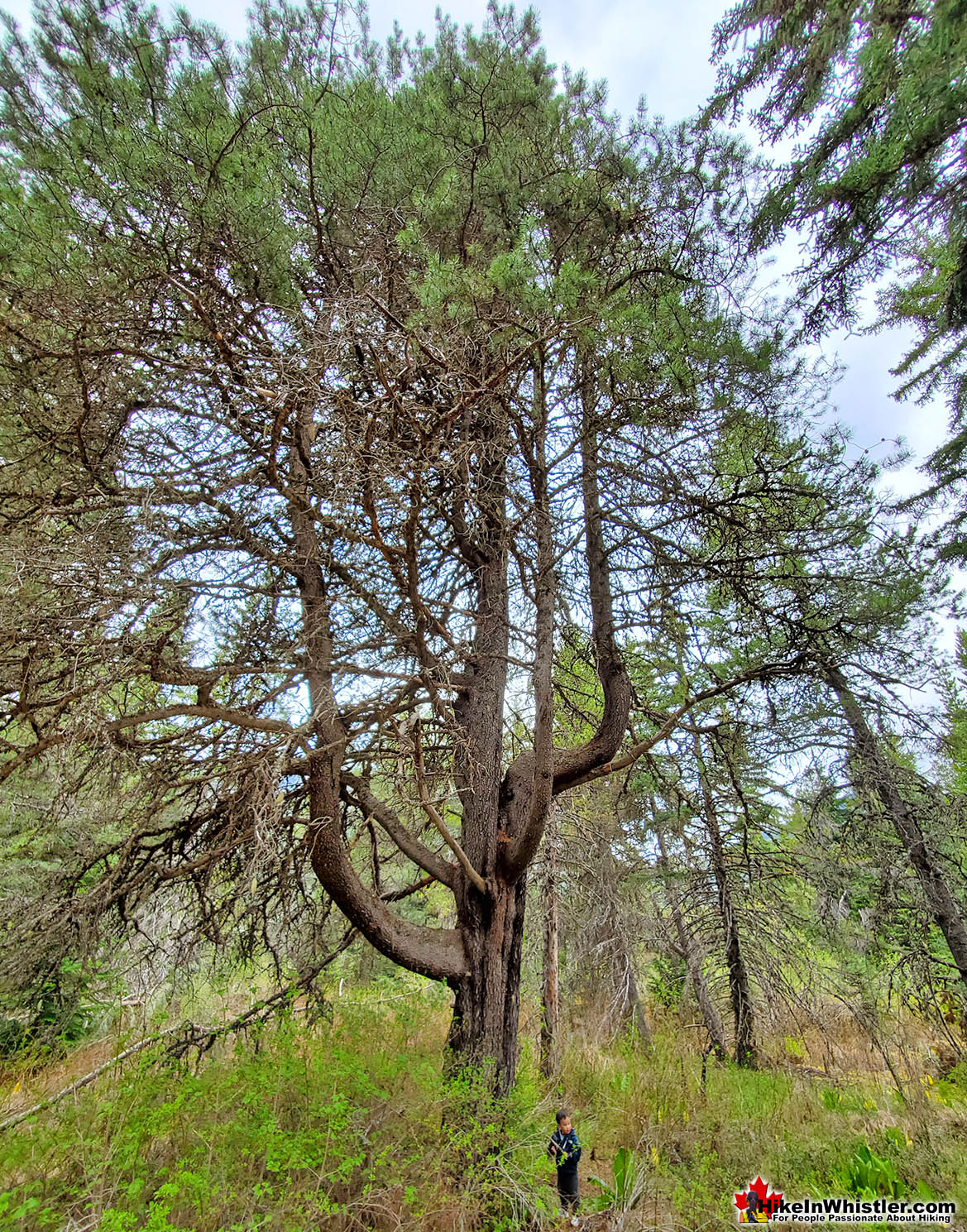 Lodgepole Pine Near Rainbow Park 2