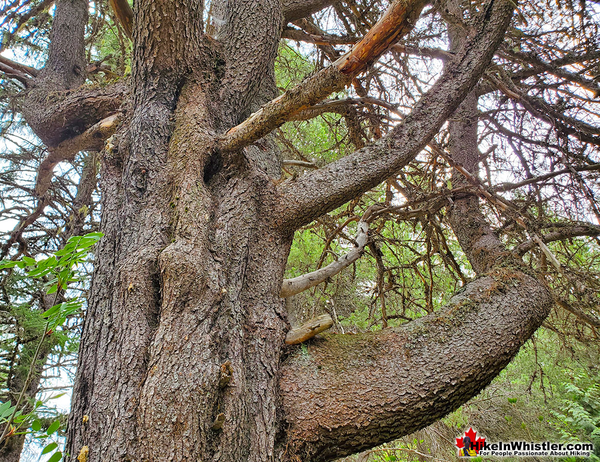 Huge Lodgepole Pine in Whistler