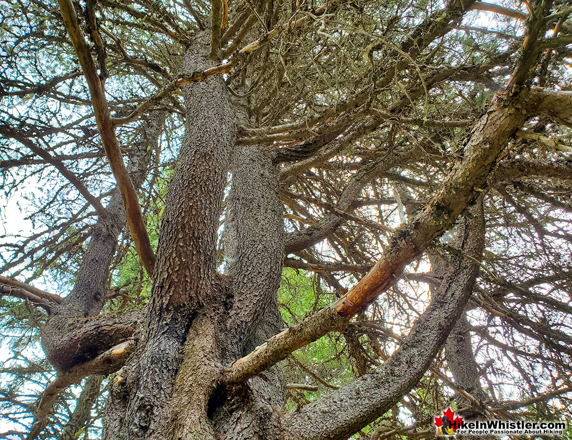 Lodgepole Pine Near Rainbow Park