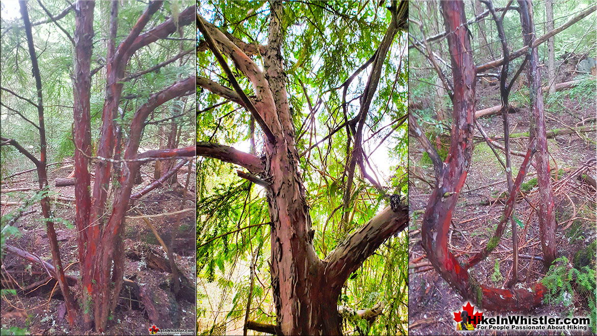 Pacific Yew aka Wester Yew Trees in Whistler