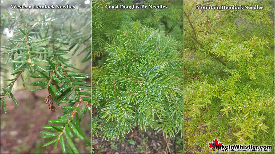 Whistler Tree Needles Comparison