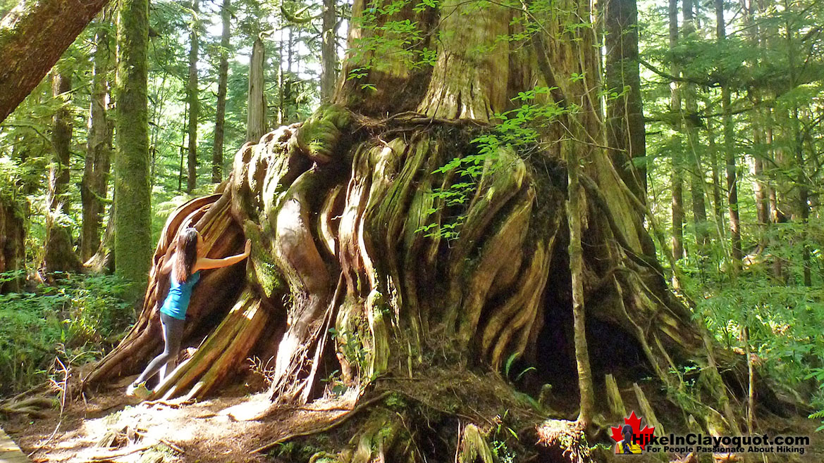 Western Redcedar at Kennedy Lake