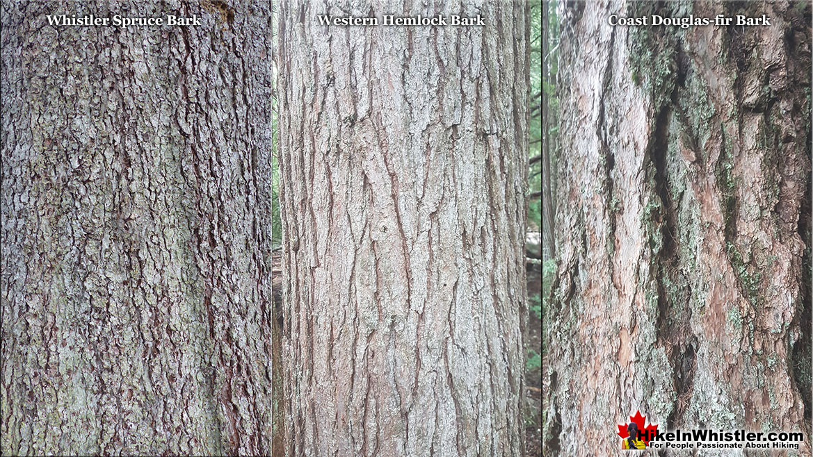Whistler Spruce Bark Comparison to Douglas-fir and Hemlock