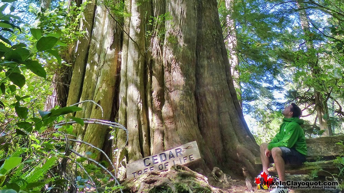 The Big Tree Trail on Meares Island