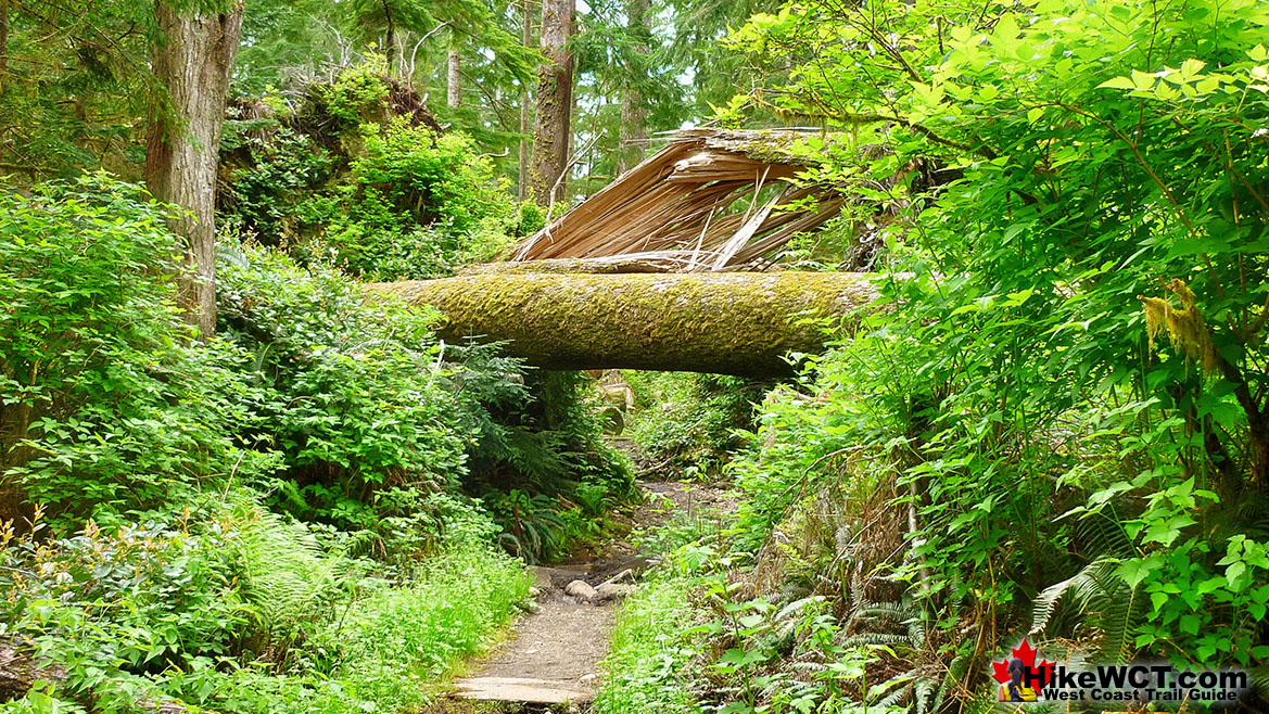 West Coast Trail Deadfall