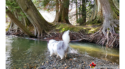 Dog Friendly Whistler River of Golden Dreams