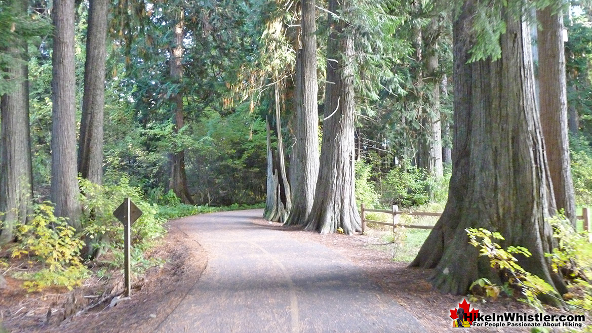 Big Cedar Grove at the End of Whistler Golf Course