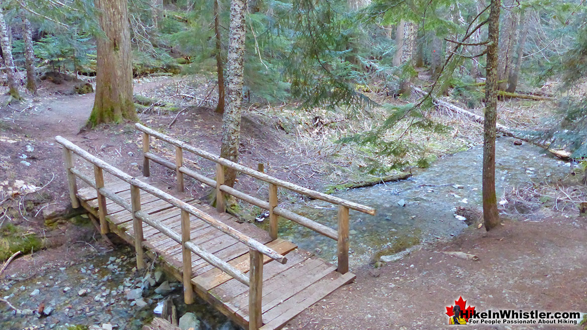 Ancient Cedars Loop Trail Bridge