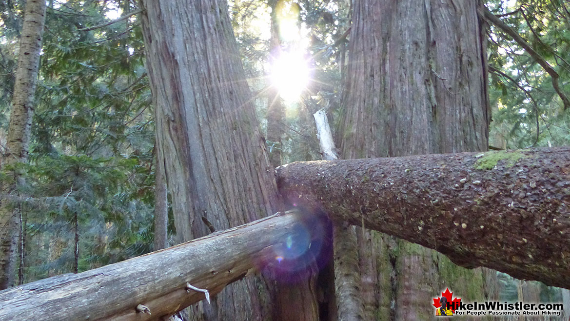 Ancient Cedars Hike in Whistler