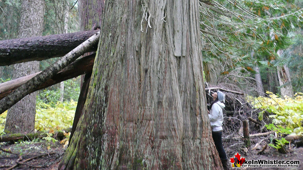 Ancient Cedars Hike in Whistler
