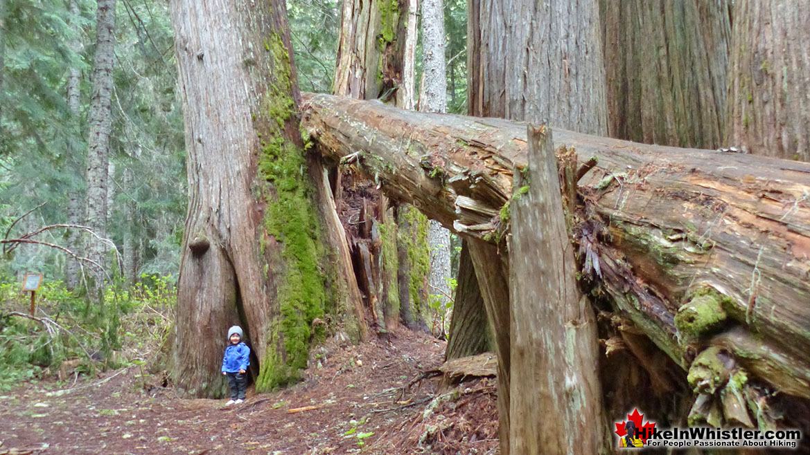Ancient Cedars Hike in Whistler 15