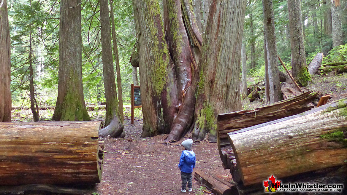 Ancient Cedars Hike in Whistler