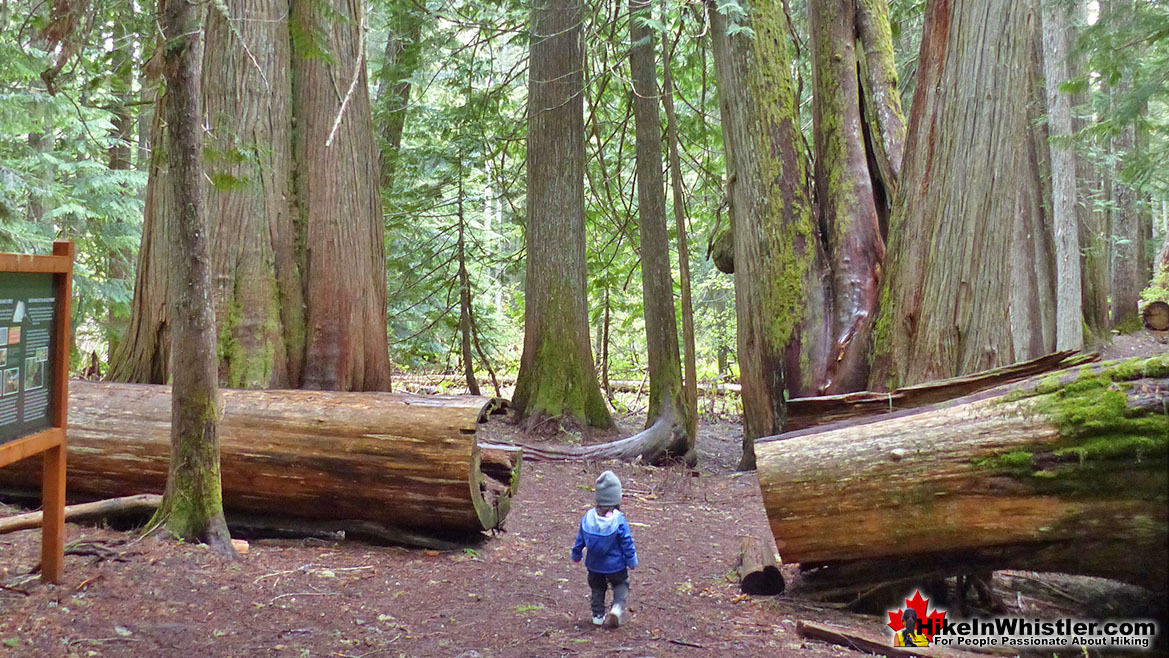 Ancient Cedars Hike in Whistler