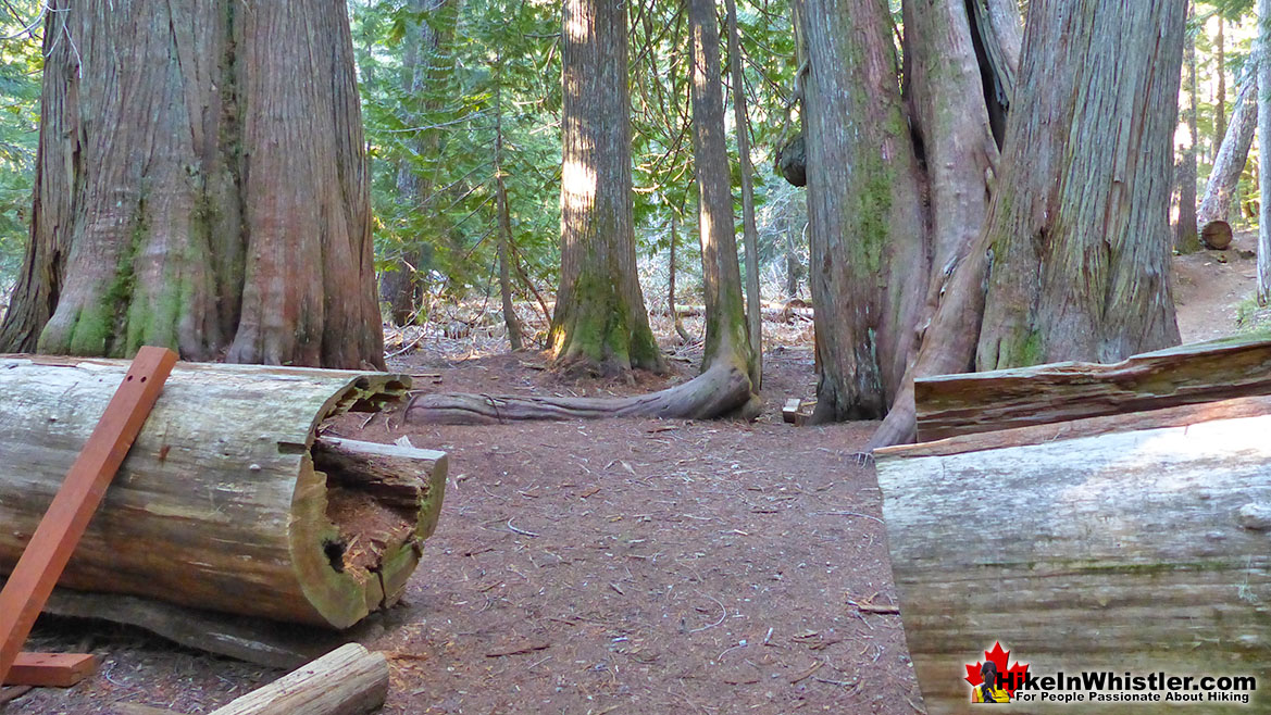 Ancient Cedars Hike in Whistler 3