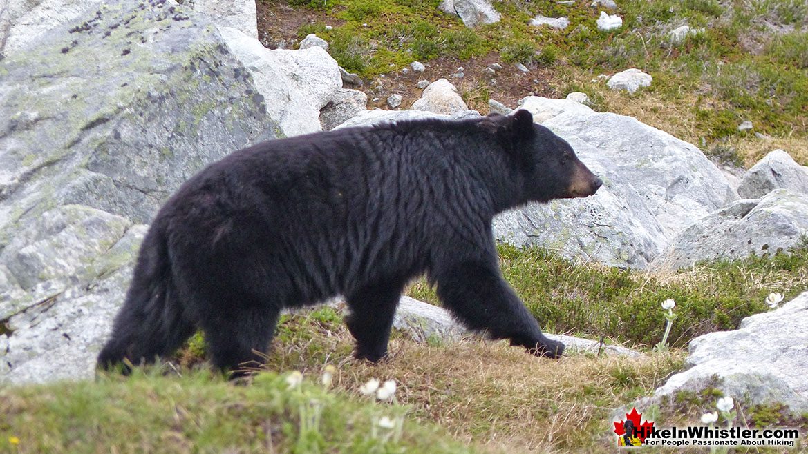Bear in Garibaldi Park(near Blackcomb Mountain)