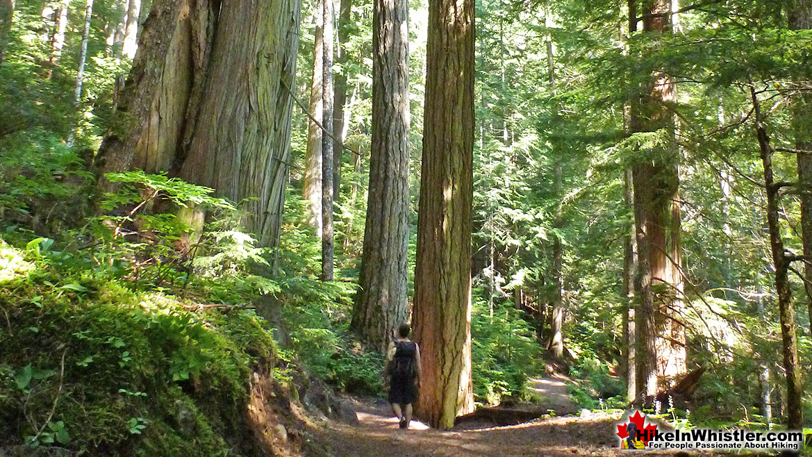 Cheakamus Lake Trail