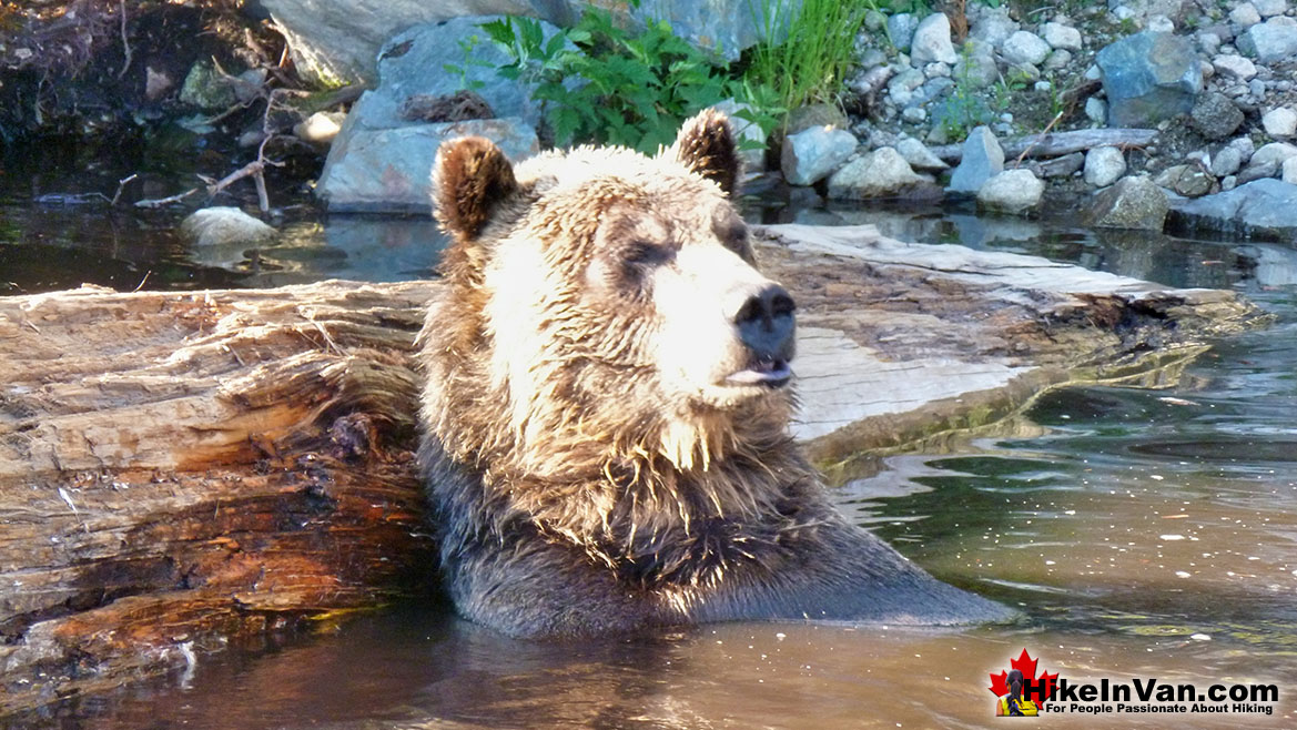 Grouse Mountain Grizzly Bear Grouse Mountain Grizzly Bear