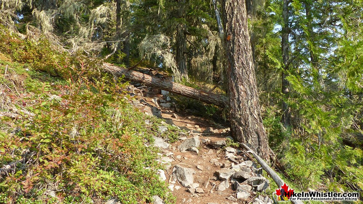 Crater Rim Trail Deadfall