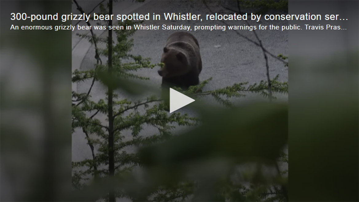 Grizzly Bear in Whistler