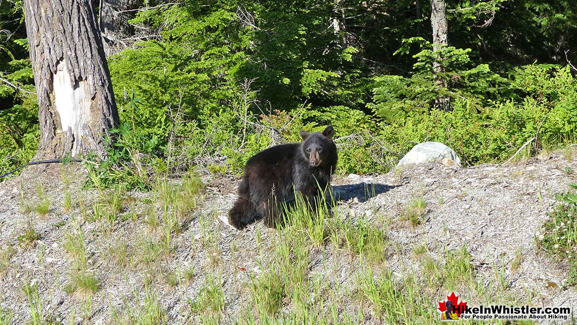 Bear Near Madeley Lake - Hike in Whistler