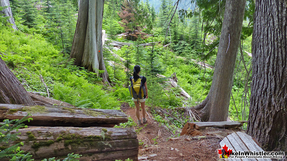 Meager Hot Springs Trail Hike in Whistler 1