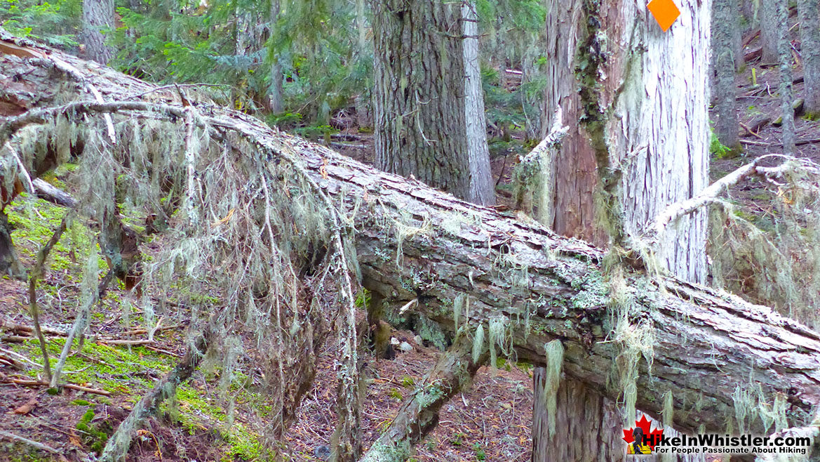 Newt Lake Deadfall