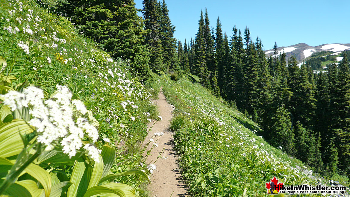 Garibaldi Park Flowers