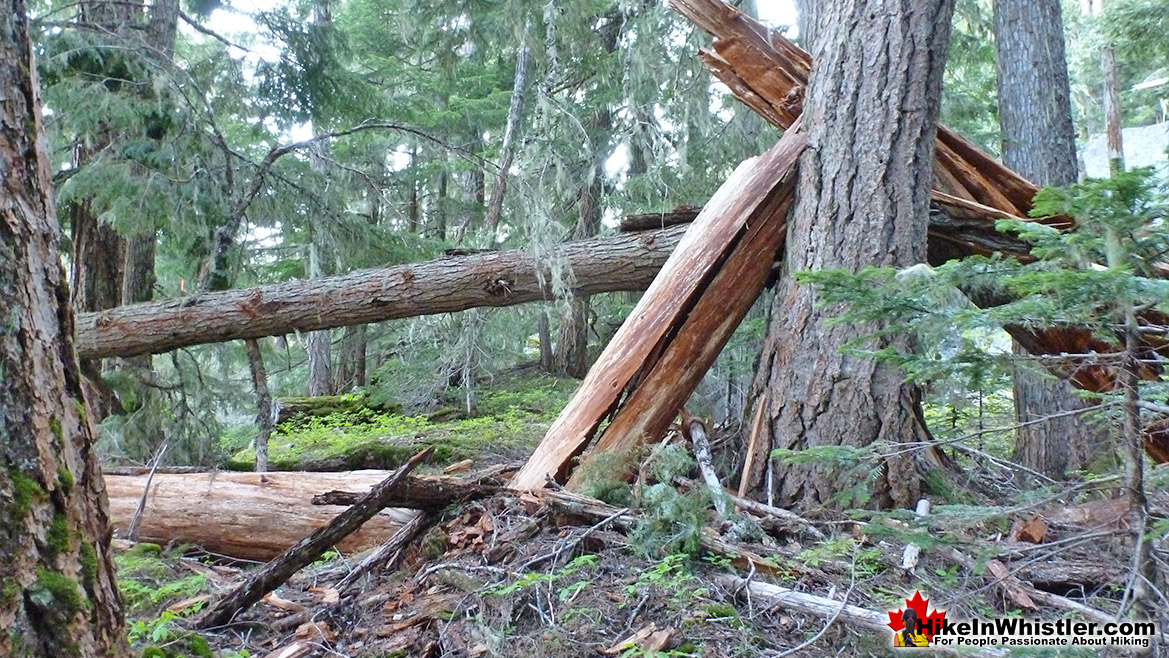 Flank Trail Tree Carnage