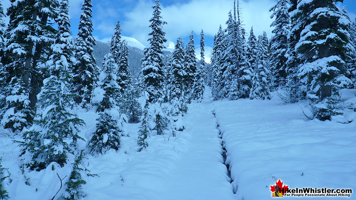 Taylor Meadows Snowshoeing in Whistler