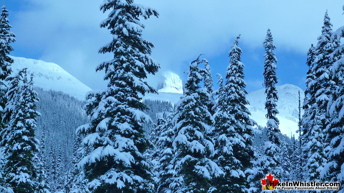 Taylor Meadows Hike in Whistler November