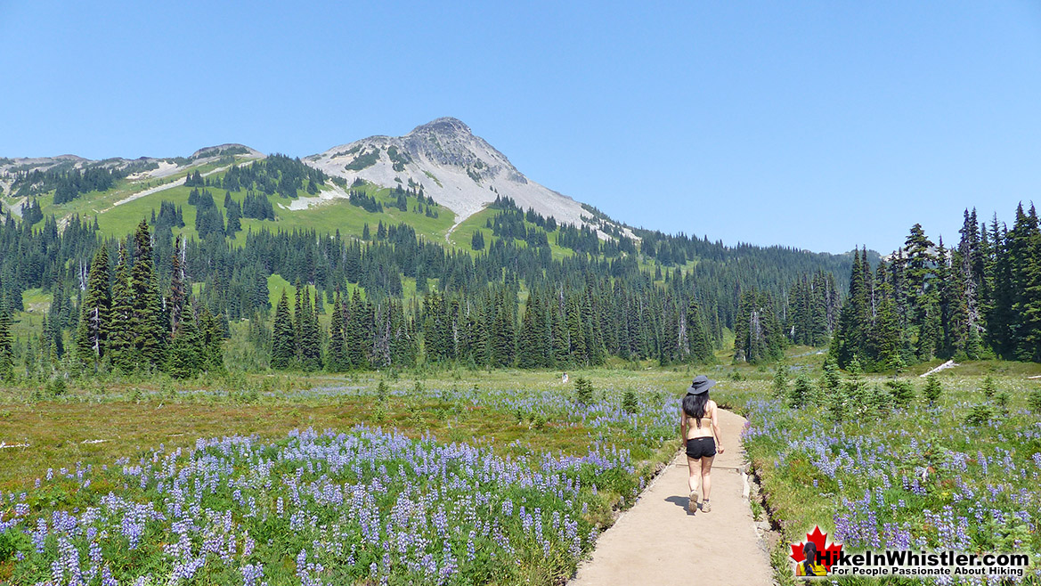 Taylor Meadows Hike in Whistler Garibaldi Park