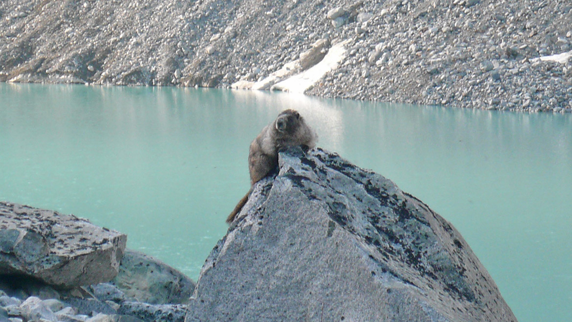 Hoary Marmot at Wedgemount Lake