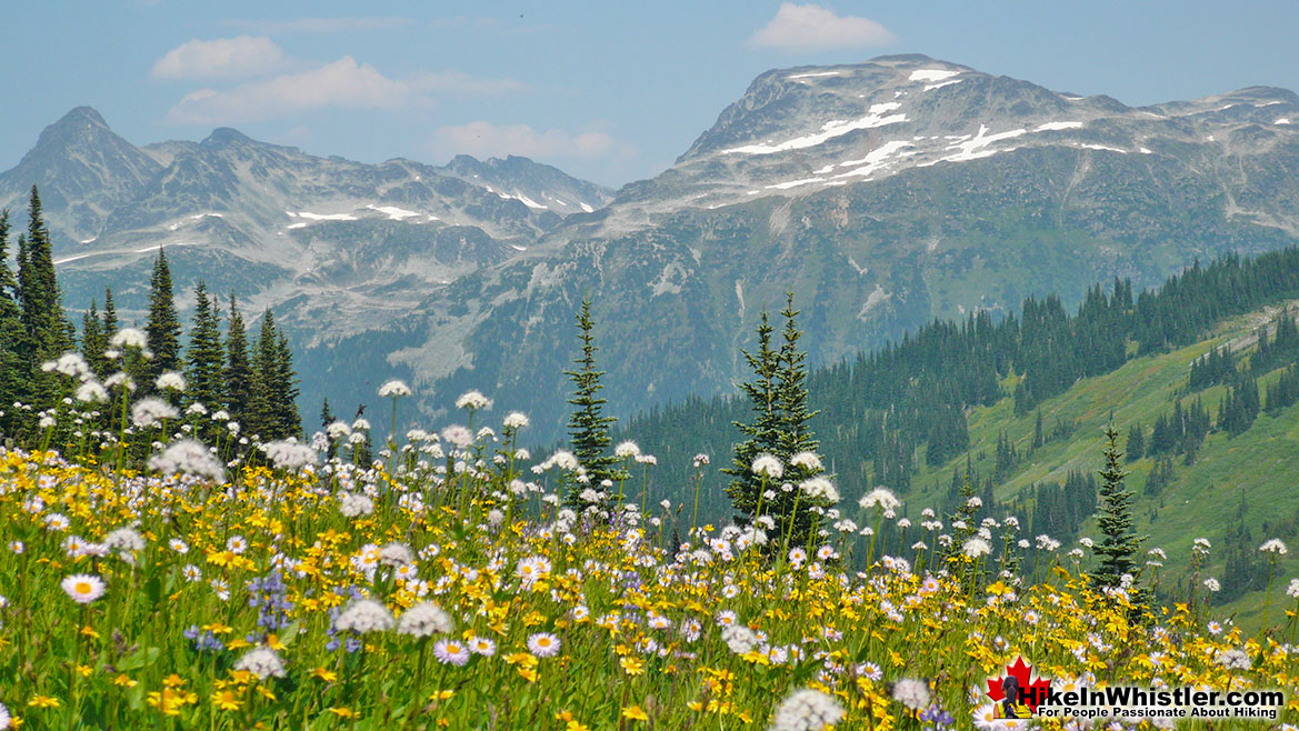 Musical Bumps Trail on Whistler Mountain